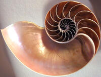 Profile of Sea Shell